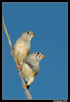 zebra finch 3394