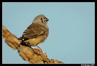 zebra finch4253