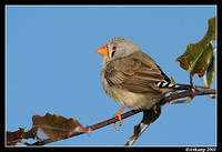 zebra finch4254