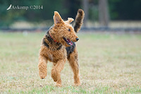 airedale 12623