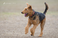 airedale 12626