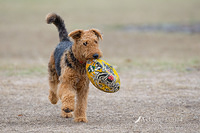 airedale 12627