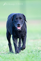 black lab 15730