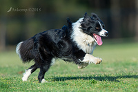 border collie 0118