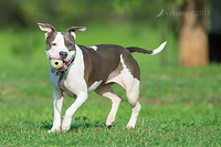 bull terrier 15710