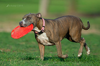 bull terrier 15721