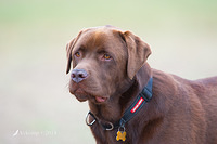 chocolate lab 12612