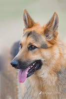 german shepherd 12622