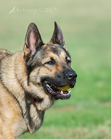 german shepherd 12871