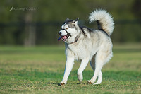 malamute 0092 001