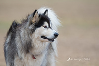 malamute 12596