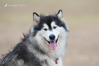 malamute 12597