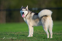 sh malamute 15751