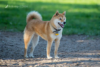 shiba 10708