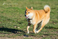 shiba 10711