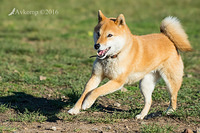 shiba 10712