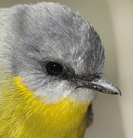 eastern yellow robin 2075