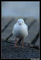 silvergull 1224nx