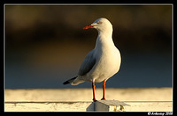 silvergull 1228