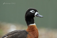 australian shellduck2901