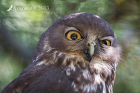 barking owl 9122