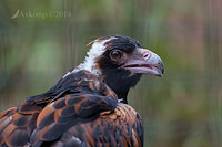 black breasted buzzard 11320