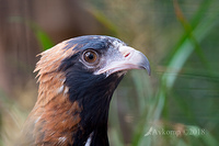 black breasted buzzard 15310