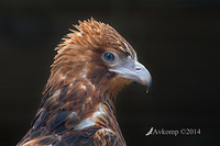 black breasted buzzard 18047