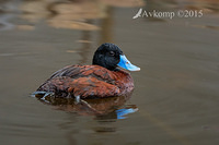 blue billed duck 6369