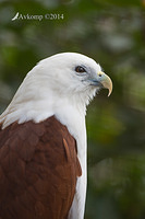 brahmany kite 11277