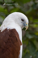 brahmany kite 11281