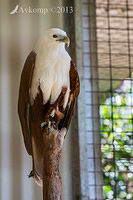 brahminy kite 9136