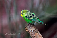 budgerigar 6569