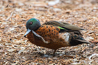 chestnut teal 11241