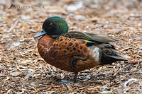 chestnut teal 11243