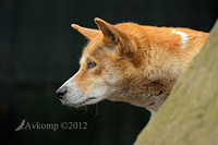 dingo 2945