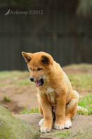 dingo 2982