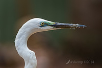 great egret 11237