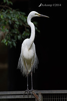 great egret 18132