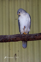 grey goshawk 9128