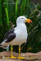 kelp gull 11379