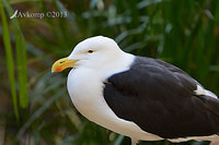 kelp gull 7399