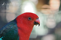 king parrot 7316