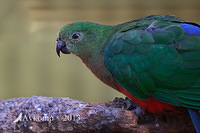 king parrot 7322