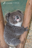 koala 17920