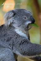 koala 7419