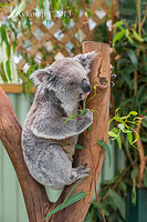 koala 9191