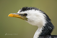 little pied cormorant 12006