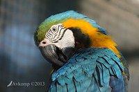 macaw 7294