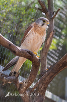 nankeen kestrel 9153